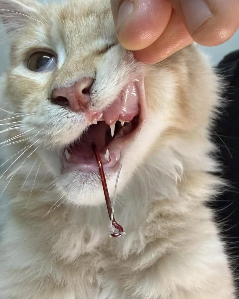 Bagera vs Fish Hook