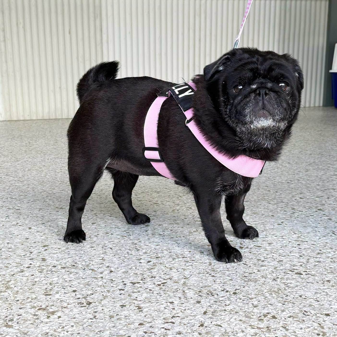 Patient Spotlight: Dolly the Pug